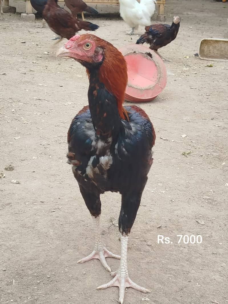 Aseel Mianwali | Silkie | Aseel Mianwali  Chicks | Aseel madi | Egg 13