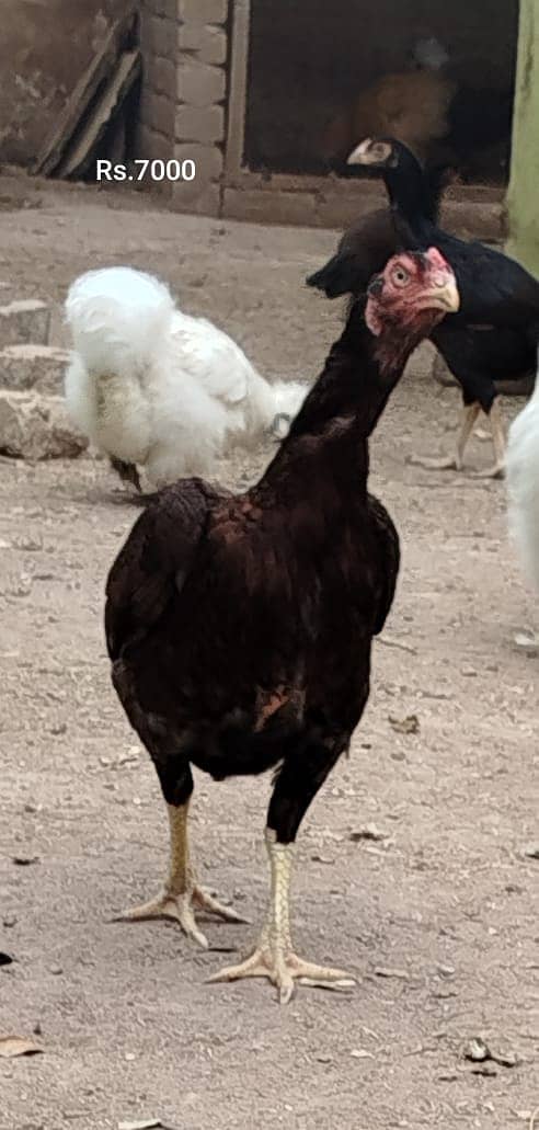 Aseel Mianwali | Silkie | Aseel Mianwali  Chicks | Aseel madi | Egg 14