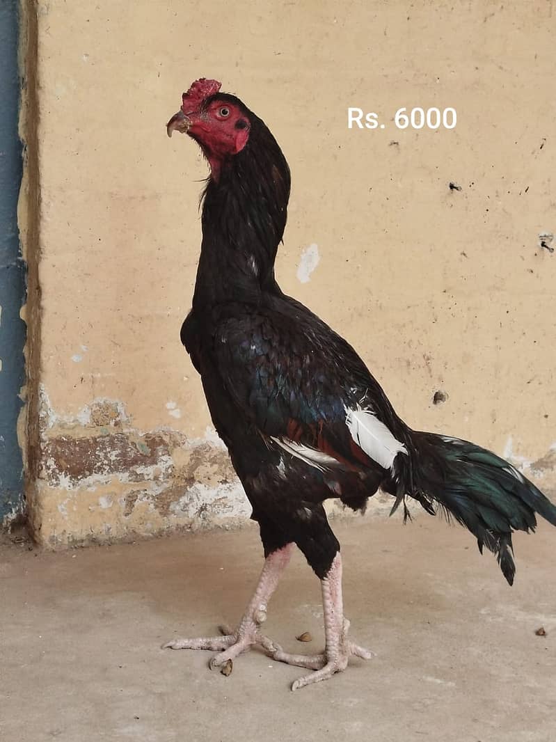 Aseel Mianwali | Silkie | Aseel Mianwali  Chicks | Aseel madi | Egg 15