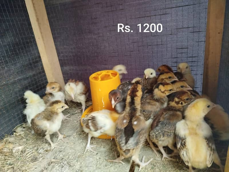 Aseel Mianwali | Silkie | Aseel Mianwali  Chicks | Aseel madi | Egg 17