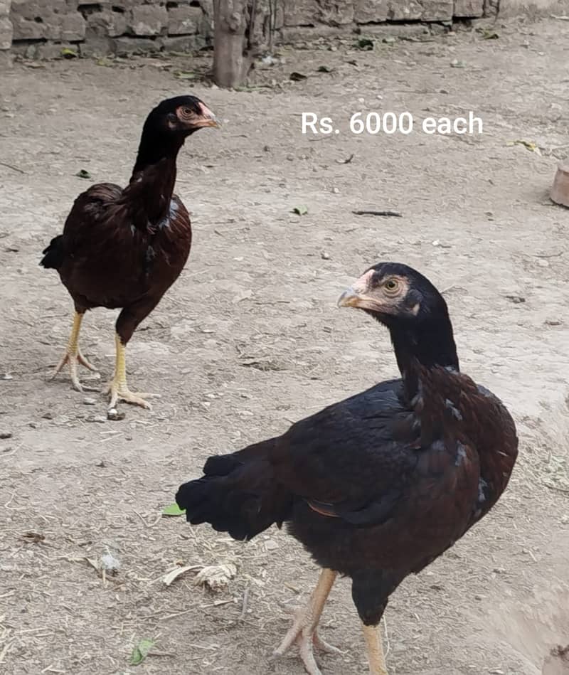 Aseel Mianwali | Silkie | Aseel Mianwali  Chicks | Aseel madi | Egg 19