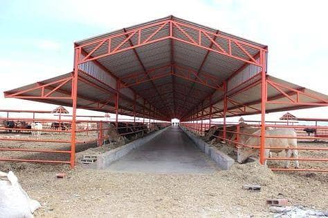 Dairy farm parking sheds big steel structure tensile sheds 7