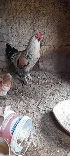 Brahma Male Breeder