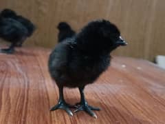 Ayam Cemani gray tongue chicks for sale