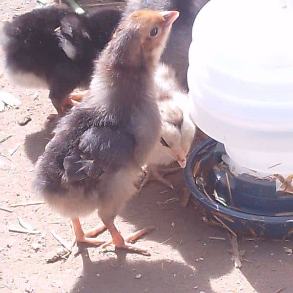 Golden Misri chickis Available 0