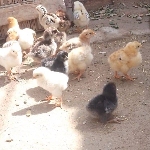 Golden Misri chickis Available 1