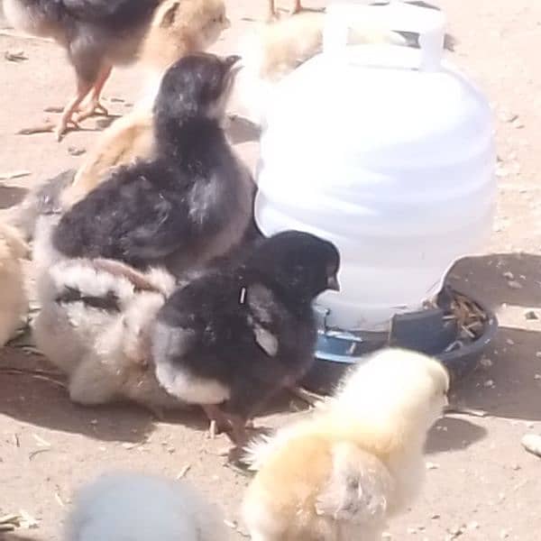 Golden Misri chickis Available 2