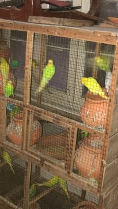 austrailian parrots for sale pair wise single pece also