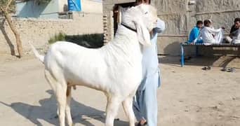 Rajanpuri Bakra For Sale CALL _03130079851