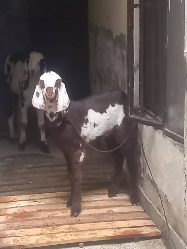 bakra | Rajanpuri bakra |Ablak bakra | Desi bakra |goat | qurbani 2025 0