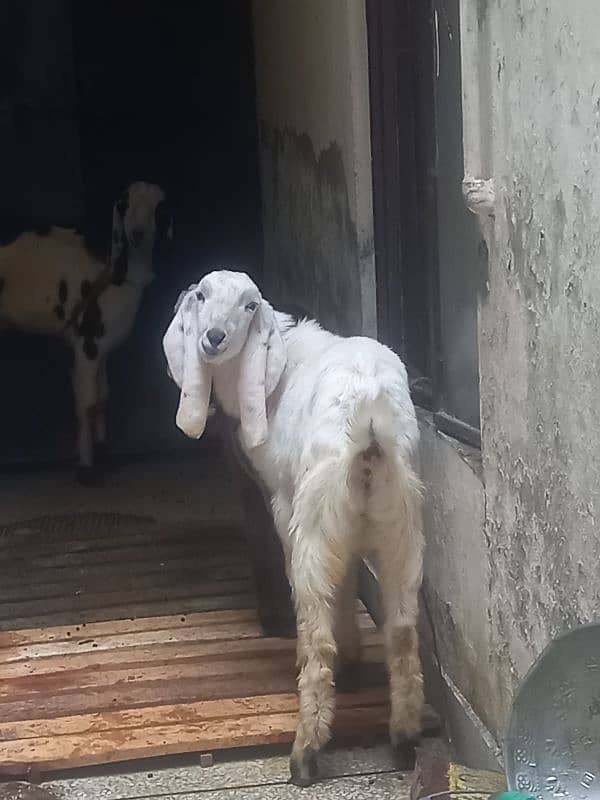 bakra | Rajanpuri bakra |Ablak bakra | Desi bakra |goat | qurbani 2025 3