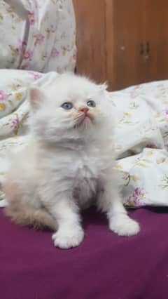 kitten/cats/persian/white