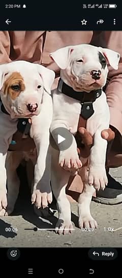 Bully Gultair dog / Bully pair for sale