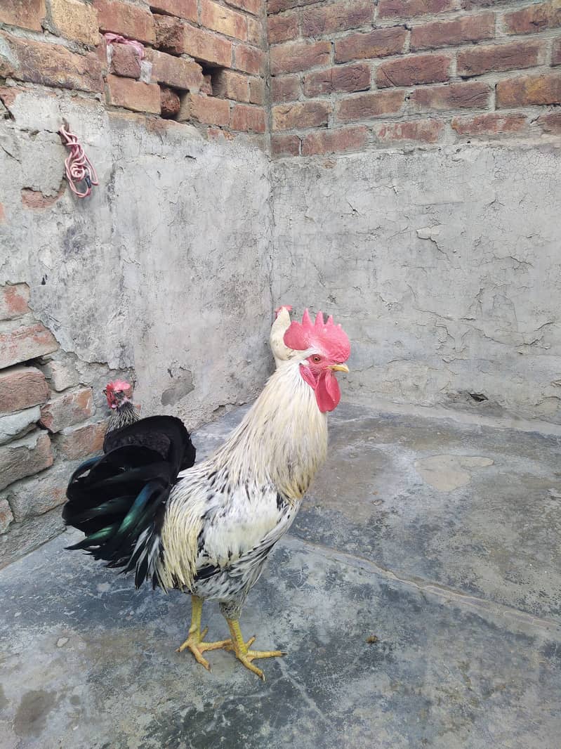 Golden Misri | Cock | Hens | Egg laying Hen | Golden Misri For Sale 0