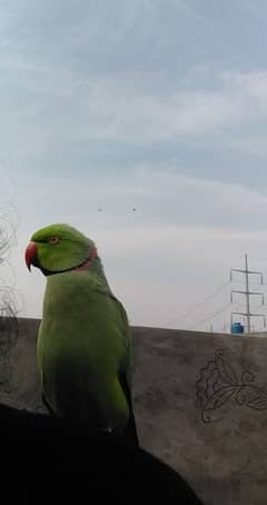 parrot