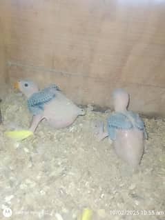 Green RINGNECK chicks