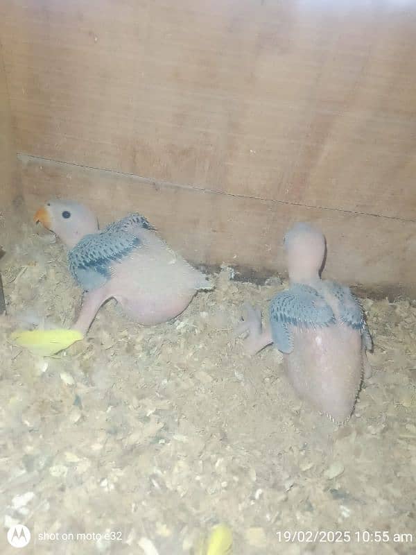 Green RINGNECK chicks 0