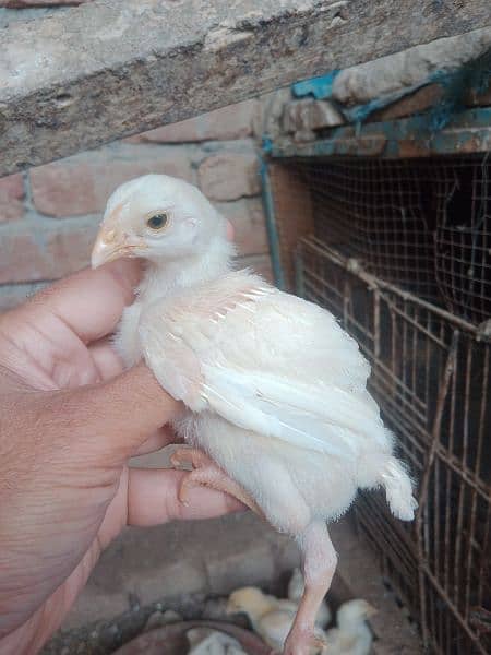 tap quality heera chick's for sale 0