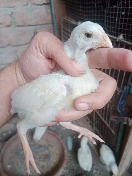 tap quality heera chick's for sale 1