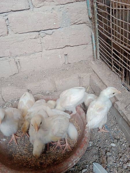 tap quality heera chick's for sale 2