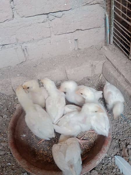 tap quality heera chick's for sale 3