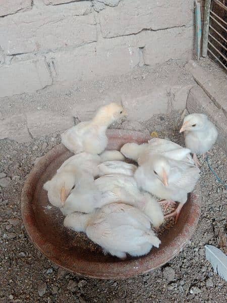 tap quality heera chick's for sale 4