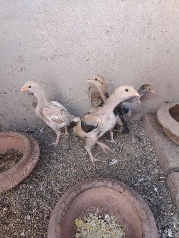 Aseel Chicks Healthy and active 0