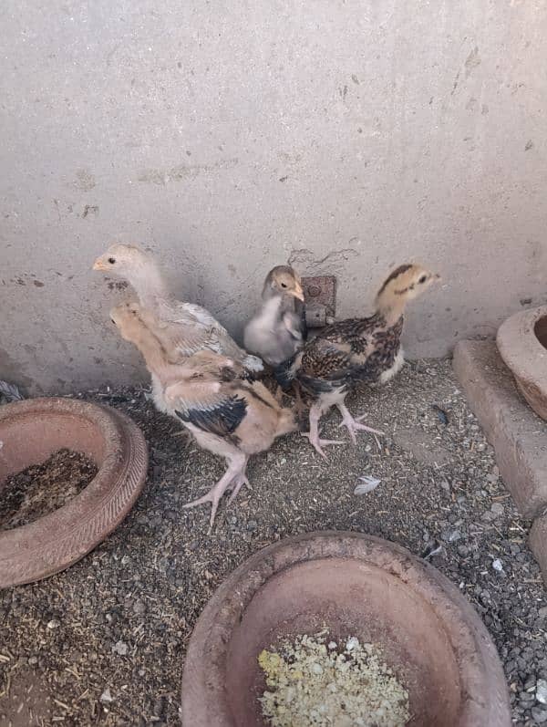 Aseel Chicks Healthy and active 1