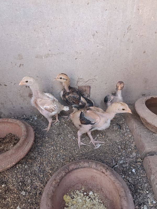 Aseel Chicks Healthy and active 2