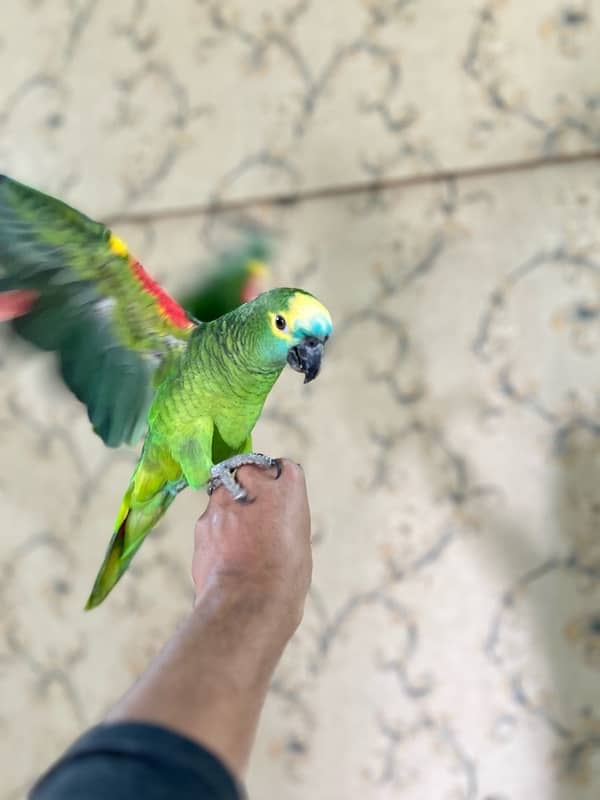 Amazon Blue fronted Female Hand Tamed (NON DNA) …. 03072687041 0