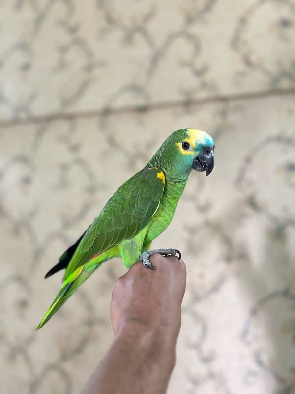 Amazon Blue fronted Female Hand Tamed (NON DNA) …. 03072687041 1