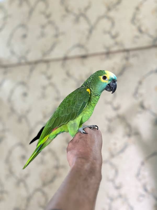 Amazon Blue fronted Female Hand Tamed (NON DNA) …. 03072687041 2