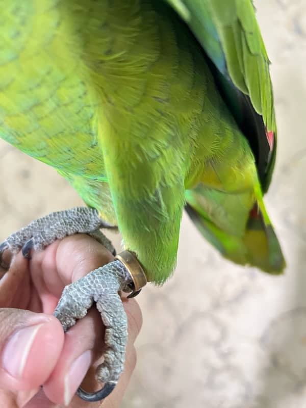 Amazon Blue fronted Female Hand Tamed (NON DNA) …. 03072687041 3