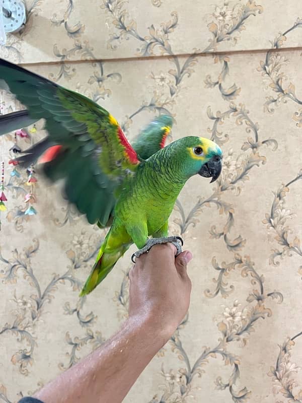 Amazon Blue fronted Female Hand Tamed (NON DNA) …. 03072687041 5