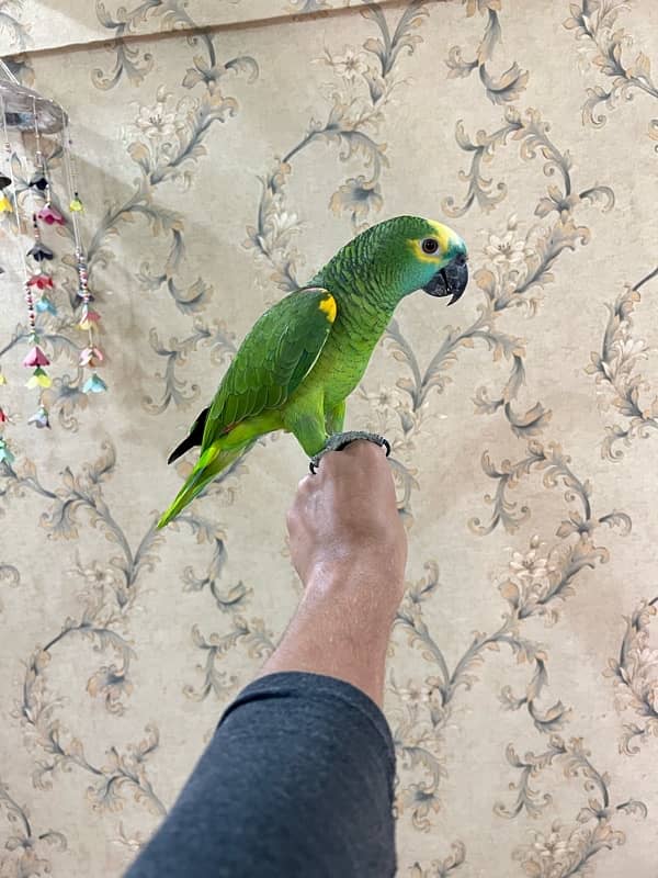 Amazon Blue fronted Female Hand Tamed (NON DNA) …. 03072687041 6