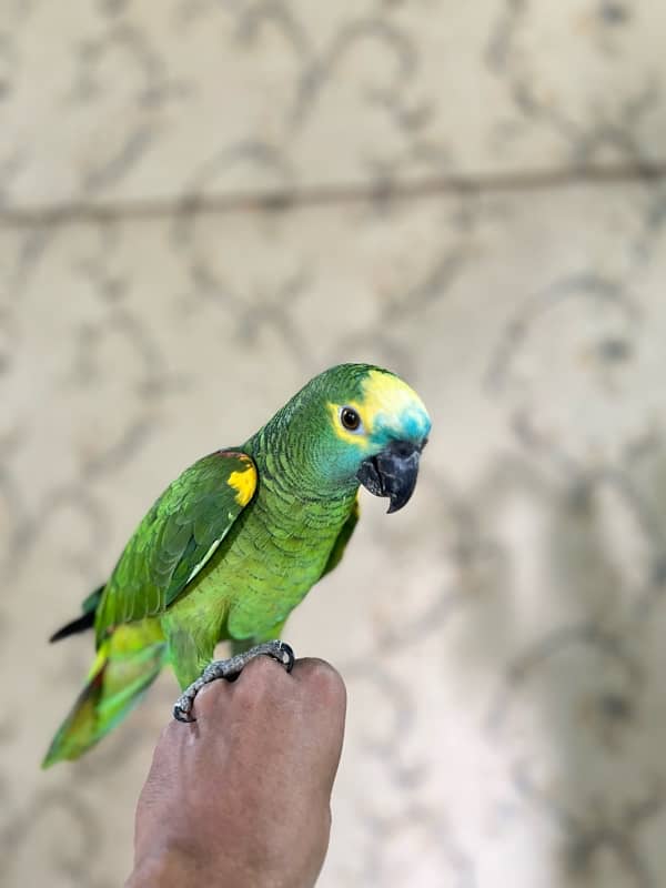 Amazon Blue fronted Female Hand Tamed (NON DNA) …. 03072687041 9