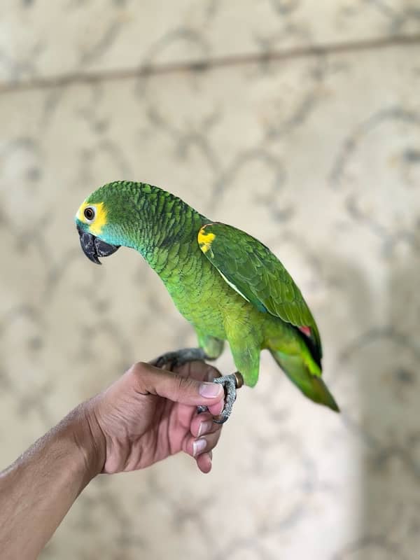 Amazon Blue fronted Female Hand Tamed (NON DNA) …. 03072687041 10