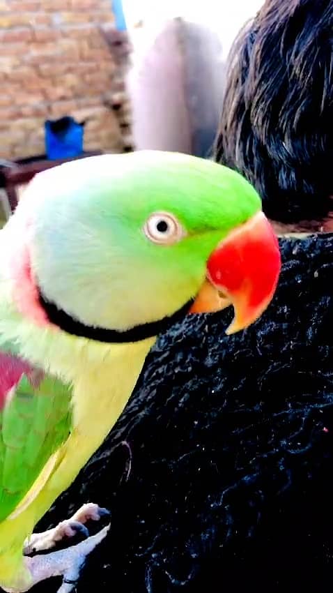 FULL HAND TEAMED RAW ALEXANDER TALKING MALE PARROT FOR SALE. 0