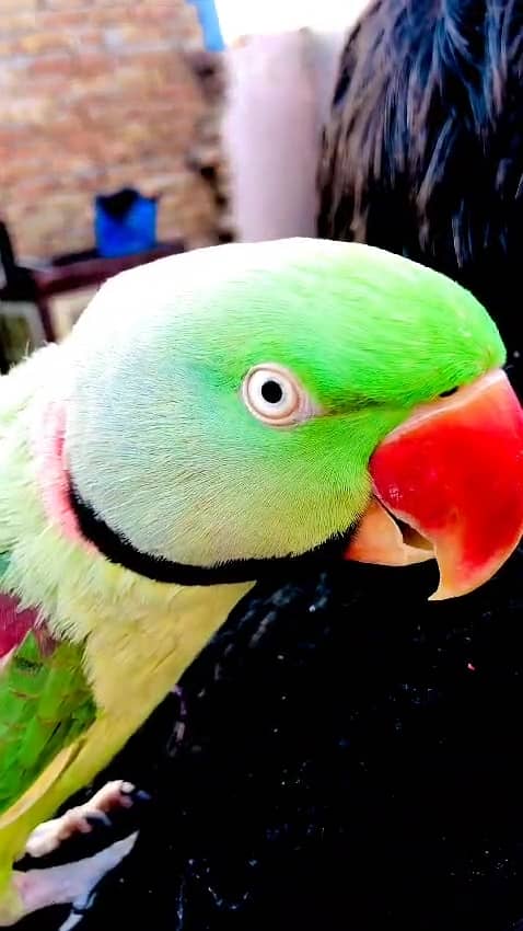 FULL HAND TEAMED RAW ALEXANDER TALKING MALE PARROT FOR SALE. 1