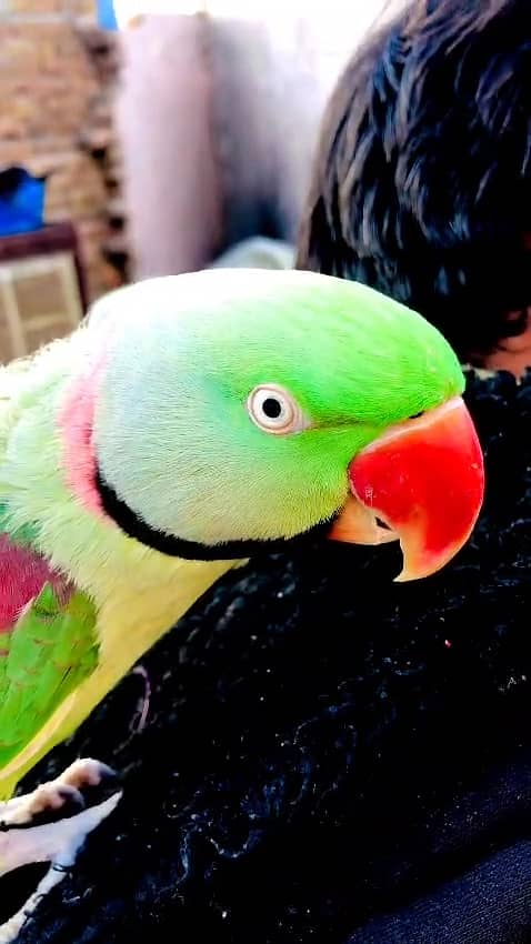 FULL HAND TEAMED RAW ALEXANDER TALKING MALE PARROT FOR SALE. 2