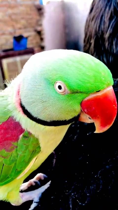 FULL HAND TEAMED RAW ALEXANDER TALKING MALE PARROT FOR SALE. 6