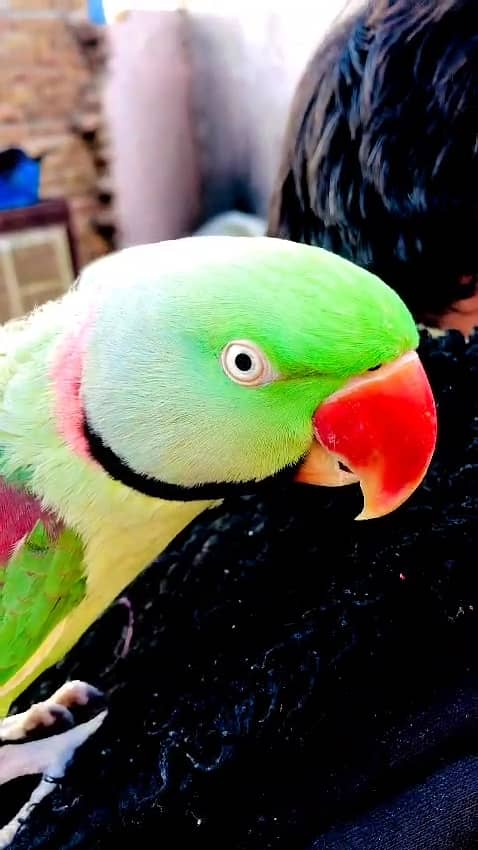 FULL HAND TEAMED RAW ALEXANDER TALKING MALE PARROT FOR SALE. 7