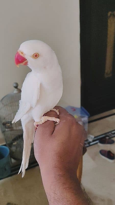 white ring neck male for sale urgent 6