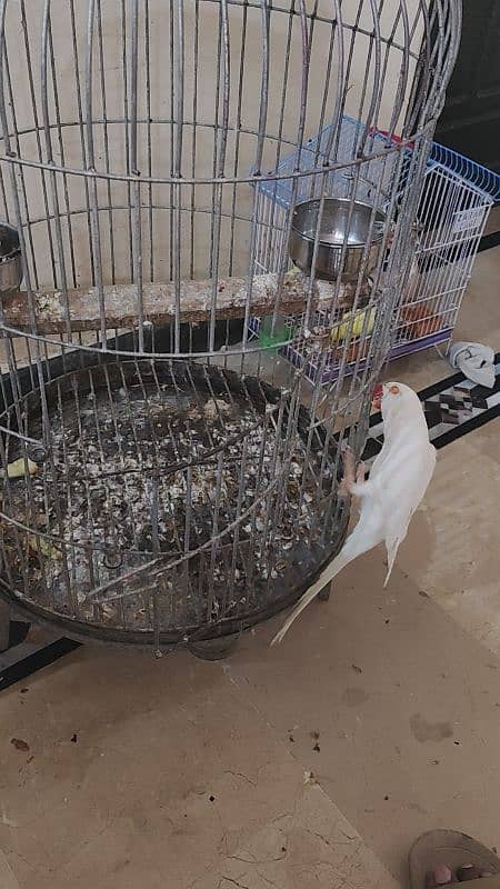 white ring neck male for sale urgent 8