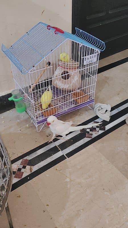 white ring neck male for sale urgent 11