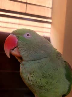 raw talking parrot