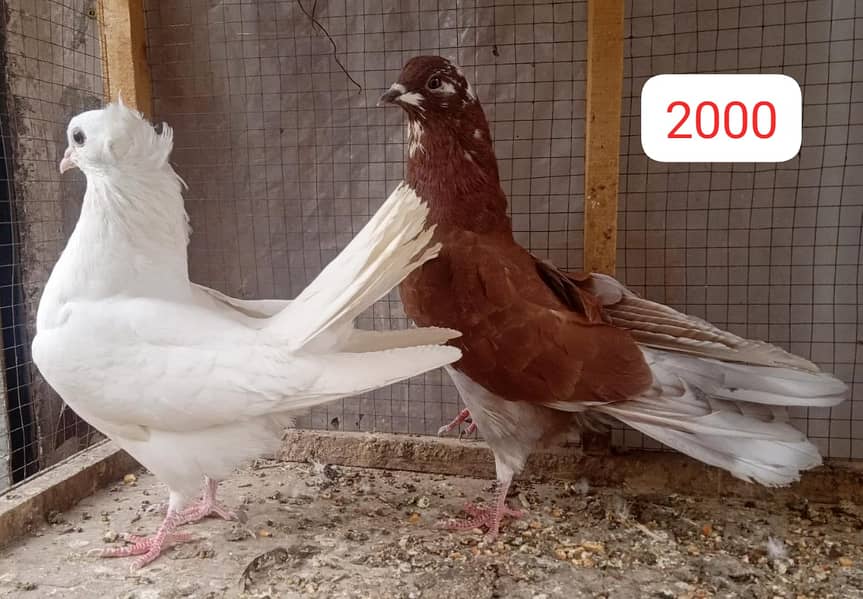 fancy pigeon 1