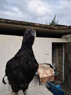 Ayam Cemani