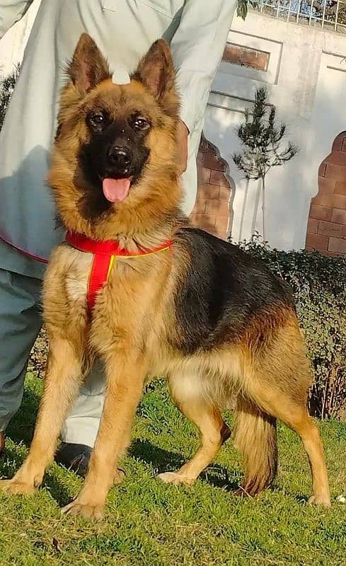 king shefard female age 11 month sequrty train for sale 0