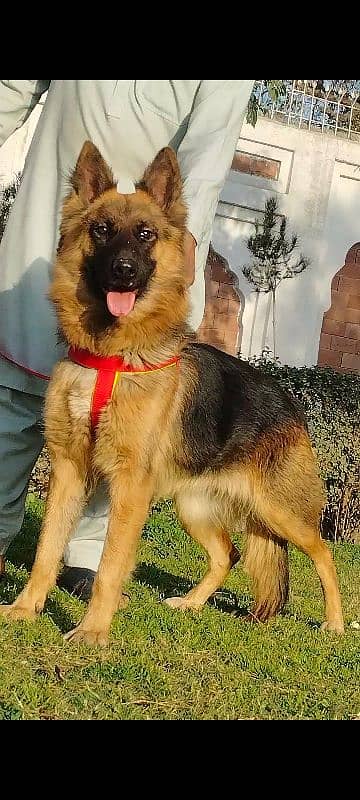 king shefard female age 11 month sequrty train for sale 2